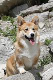 CORGI PEMBROKE 480